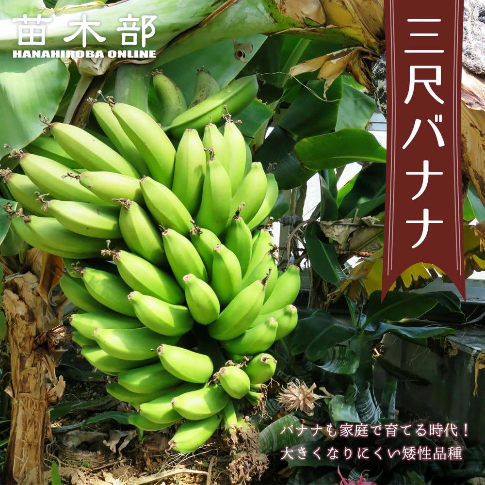 Amazon.co.jp: バナナの木 【三尺バナナ】 ポット苗 沖縄県産熱帯果樹